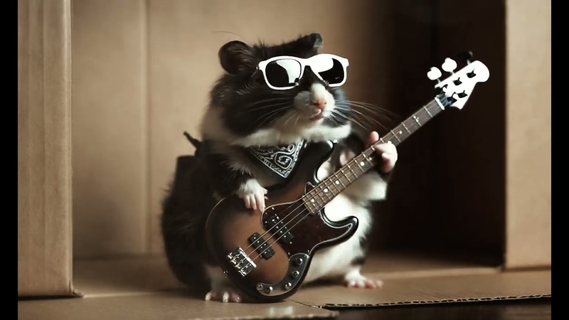 Were the Heavy Metal Hamsters, Intense Original Rodent Rock,