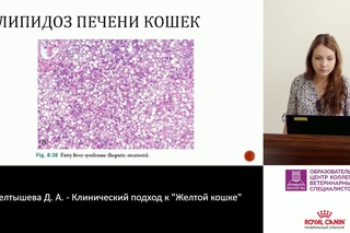 Липидоз печени кошек