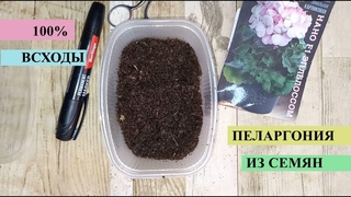 Пеларгония из семян, сею всегда только так, всегда 100% всхожесть, всходит за 2-3 дня