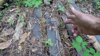 Сосна Джеффри - стратификация и посадка семян
