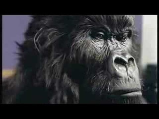 Cadbury Gorilla Advert - In The Air Tonight