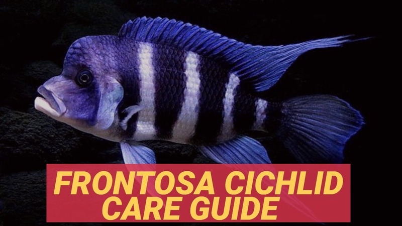 FRONTOSA CICHLID CARE
