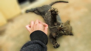 Playful rescued jaguarundi (Puma yagouaroundi)