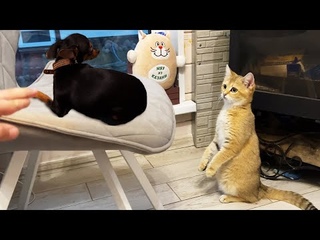 Енот выпрашивает у ребенка еду / Барханные кошки знакомятся с собаками