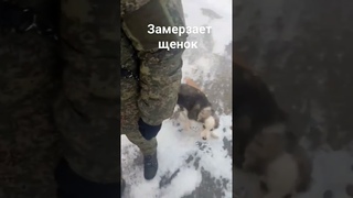 Замерзает щенок. выкинули в поле. Калачевский район. #puppy #doghelp #rescuedog #zoohelp