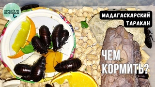 Мадагаскарский таракан. Чем кормить