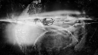 Mildred in Oblivion - Waves of Bitterness