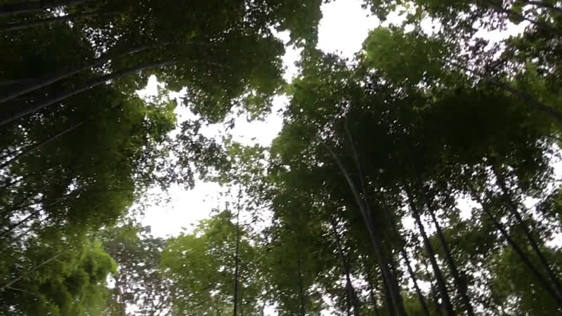 Хлебушкин стоял у пешеходного