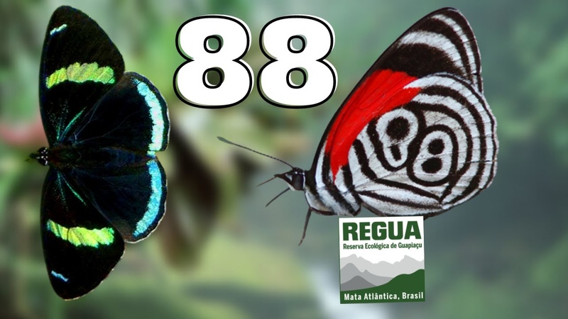 Beautiful Butterfly: 88 Butterfly, Cramers eighty eight ( Diaethria clymena) Bug