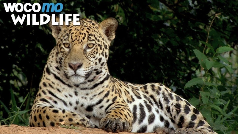 Secret Brazil: Jaguar, the king of the Pantanal, Animal documentary Part 1,