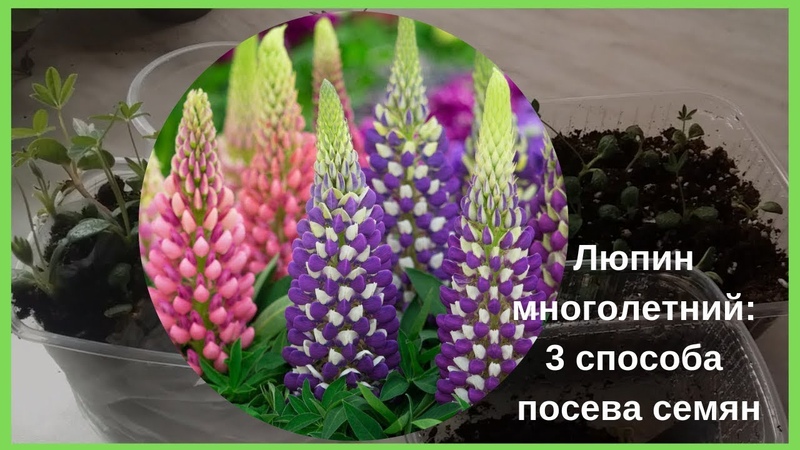 Люпин многолетний: 3 способа посева