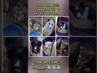 повтор. СОБАК НЕ ВЫВЕЗЛИ!!! UPD Помощи почти нет. Собак вывозить НЕ НА ЧТО (