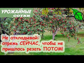 ПЕРВЫЙ ШАГ К ЛЕГКОЙ ЖИЗНИ. Правильная формировка для минимальной обрезки деревьев.