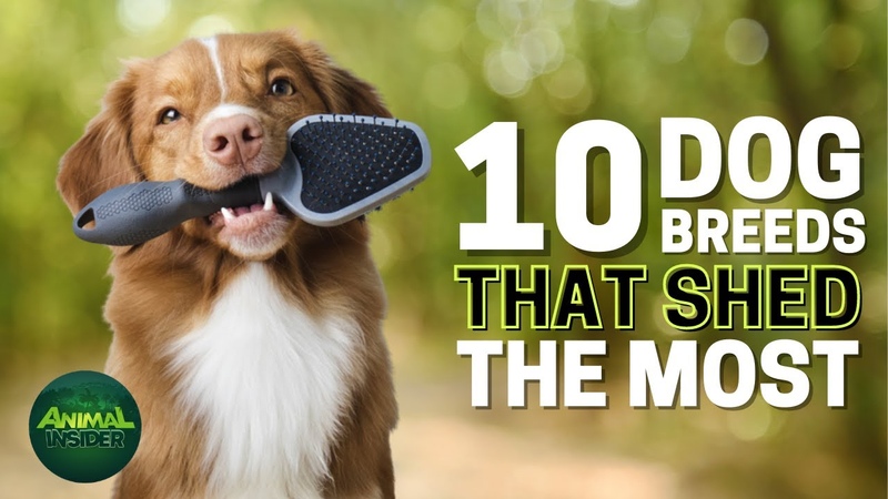 10 Dog Breeds That Shed The