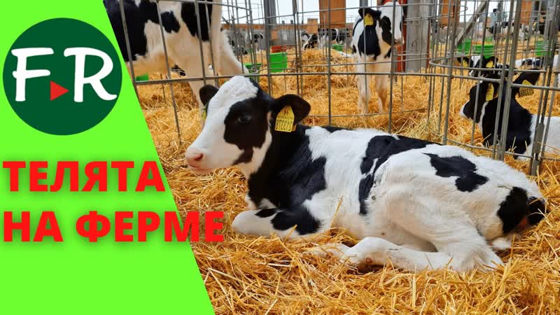 Разведение молочного КРС. Родильное отделение. Отёл.