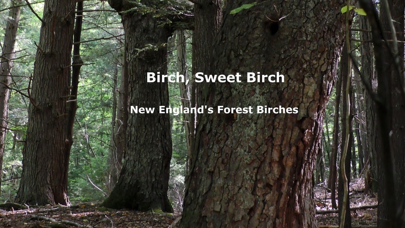 Birch, Sweet Birch: New Englands Forest