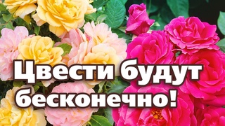 ДЛЯ ДЛИТЕЛЬНОГО ЦВЕТЕНИЯ РОЗ СДЕЛАЙТЕ НЕСКОЛЬКО ОПЕРАЦИЙ