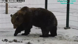 Медведь Мансур - Mansur the Bear (Наконец-то ты пришел!!)