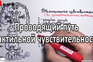 Умный Медик [УМ] - Проводящий путь тактильной чувствительности