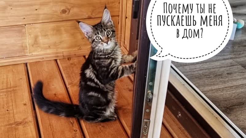 Не очень умная кошка Морошка хочет внутрь.