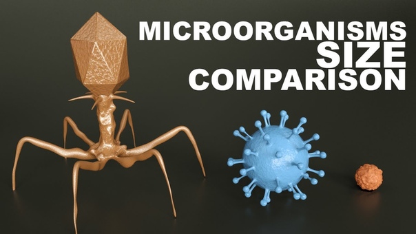 Microorganisms Size