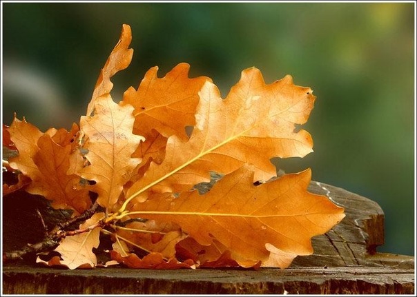 №83, Алёна Зубкова, 36 лет, Киев №83, Алёна Зубкова, 36 лет, Киев