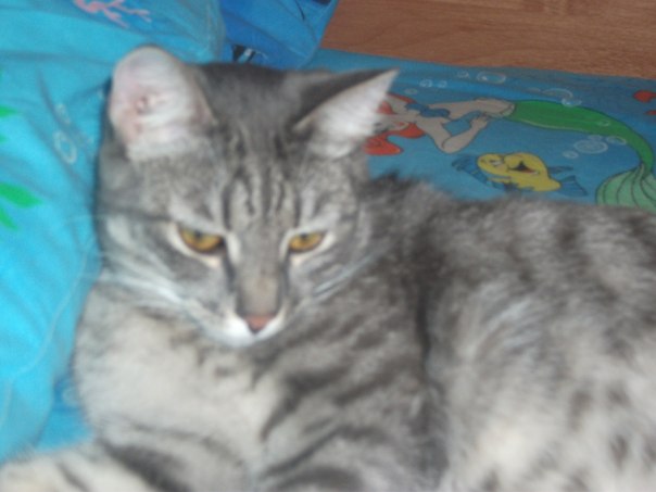 №3, Семён Семён №3, Семён Семён