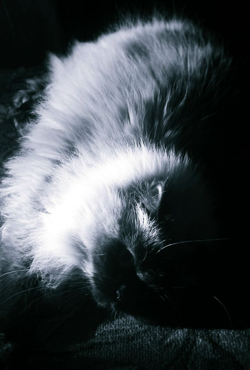 Сесси Киса | Санкт-Петербург