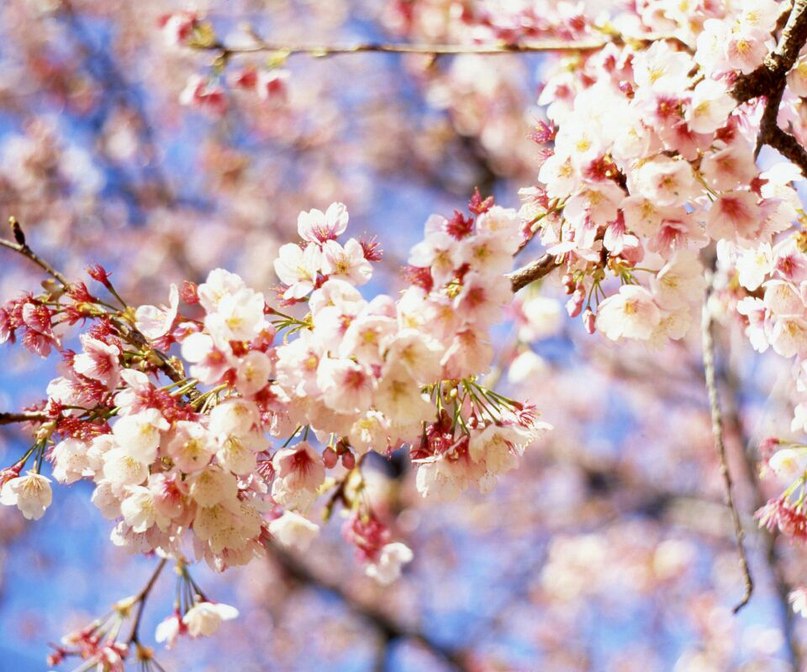 Наталья Пшеничнова | Оренбург