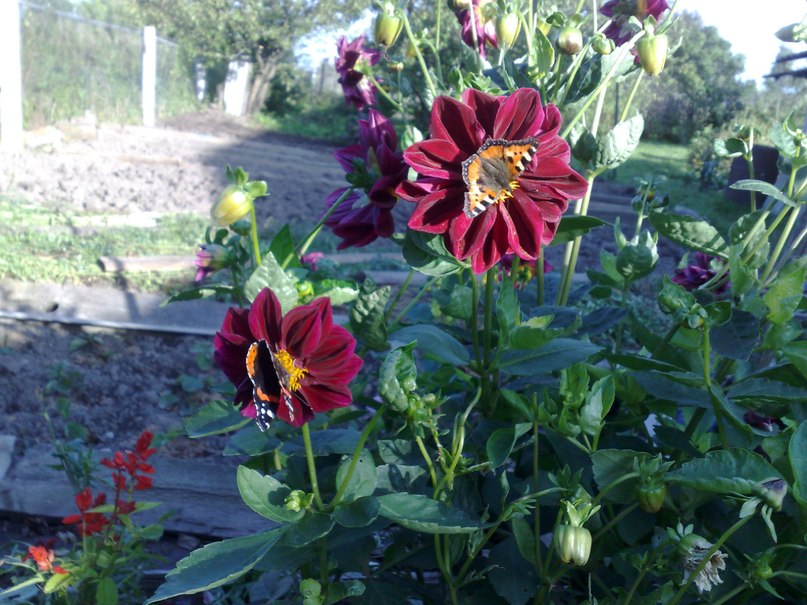 Алексей Яковлев | Москва