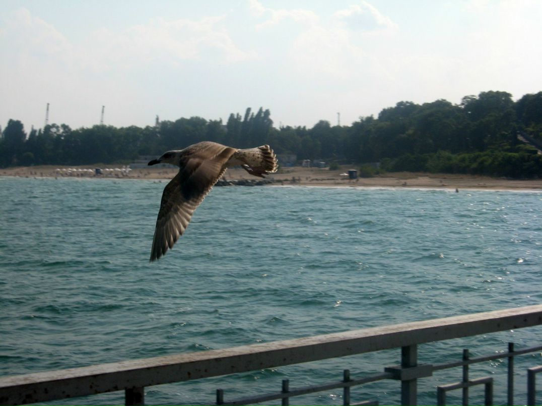 Сергей Цыпкин | Днепр (Днепропетровск)