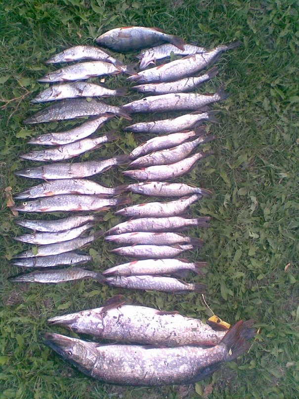 Артем Кошелев | Чернушка