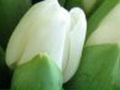 Алёна Ярмолицкая | Житомир