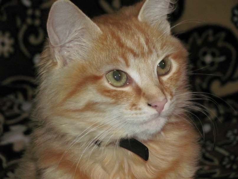 Игорь Пузанов | Москва