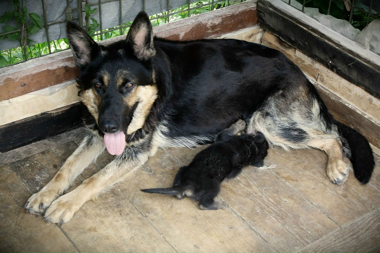 Александр Джанов | Николаев