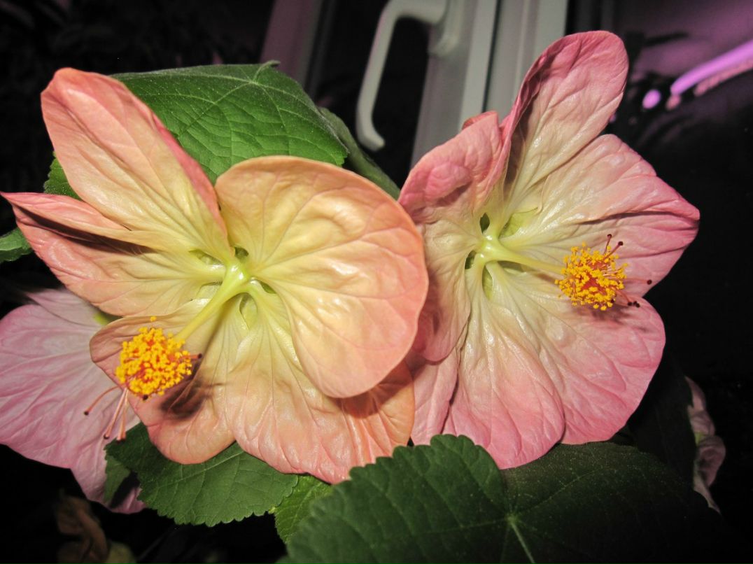 Светлана Серб | Санкт-Петербург