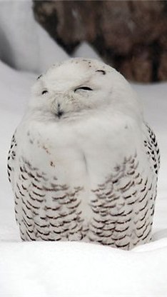 Kirill Zvonkin | Москва