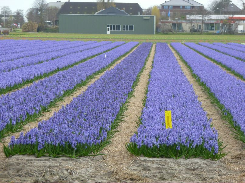 Алла Левченко | Киев
