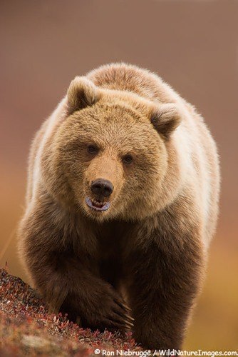 Ирина Зудова | Архангельск