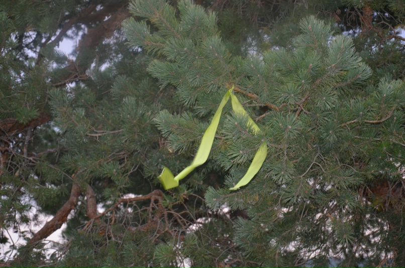 Рома Румянцев | Вахонино