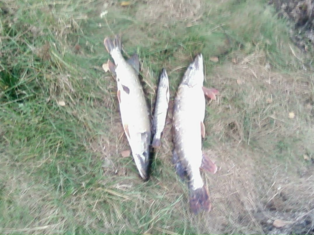 Андрей Шуляк | Киев