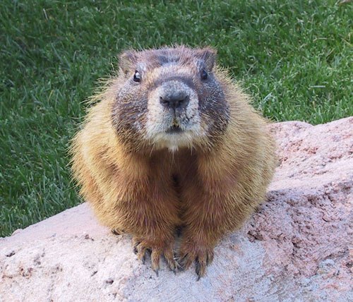 Нонуся Айзинспирина | 