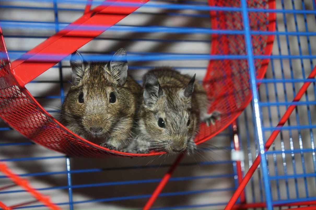 Ксения Остапенко Alien | Киев