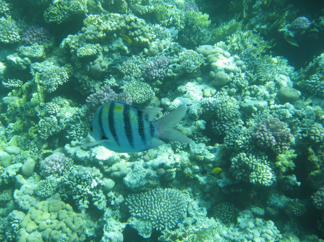 Надежда Кропачева | Киров