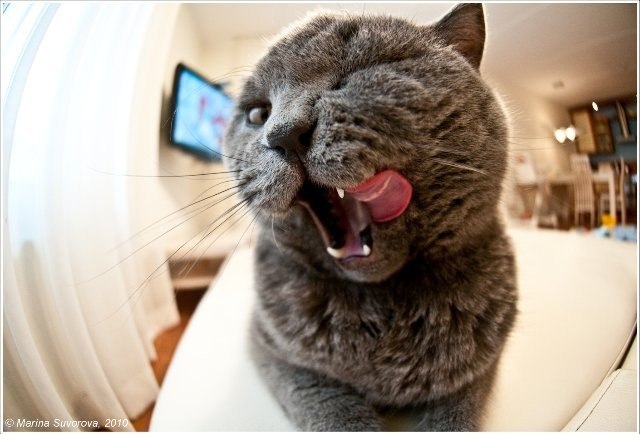 Василий Ляпкин | 