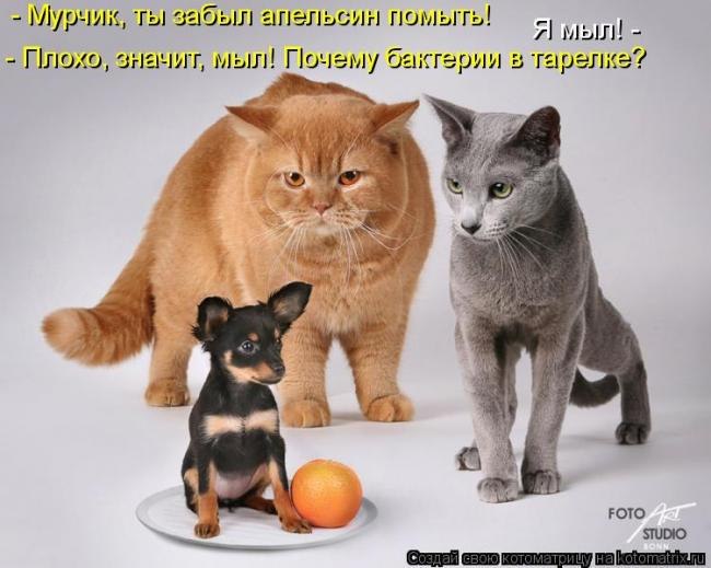 Игорь Булгаков | Орёл