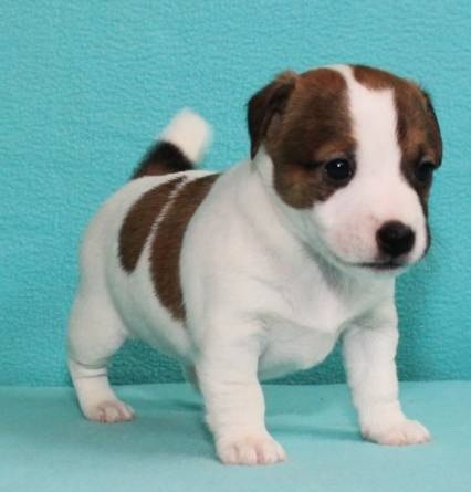 Anton Nikulin | Волжский