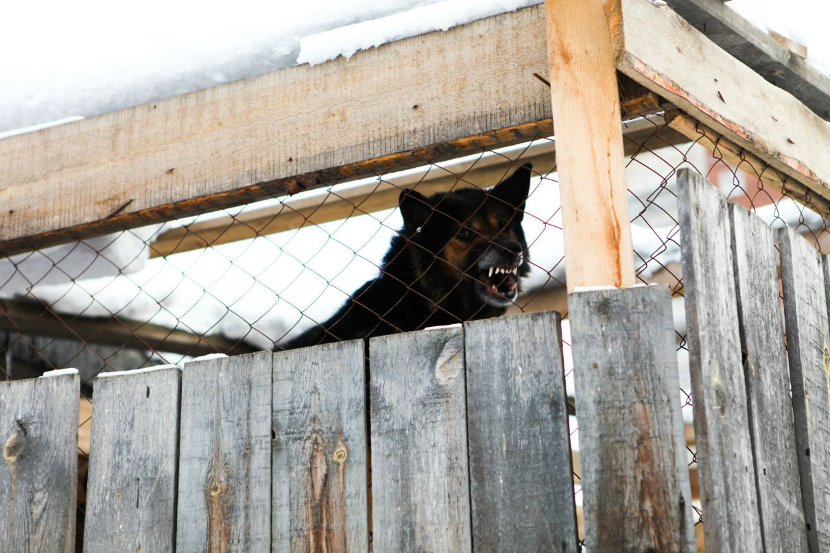 Тома Найдыш | Новосибирск