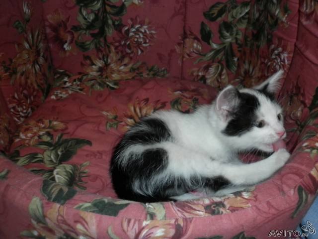 Анастасия Несвижская | Москва