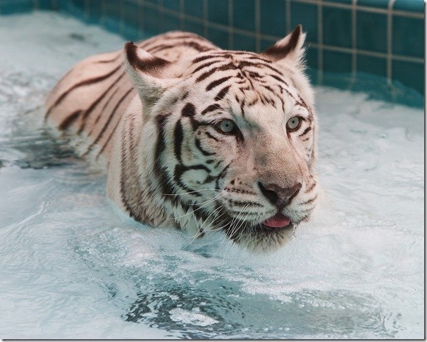 Діма Мінчук .....:::::NEXT_NEON:::::=)==== | 